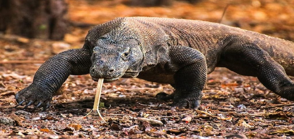 About Komodo National Park – Private & Custom Tours